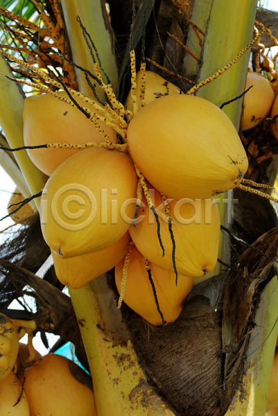 사람없음 JPG 포토 해외이미지 과일 나무 노란색 다발 매달리기 손바닥 숙성 아시아 이국적 코코넛 해외202004