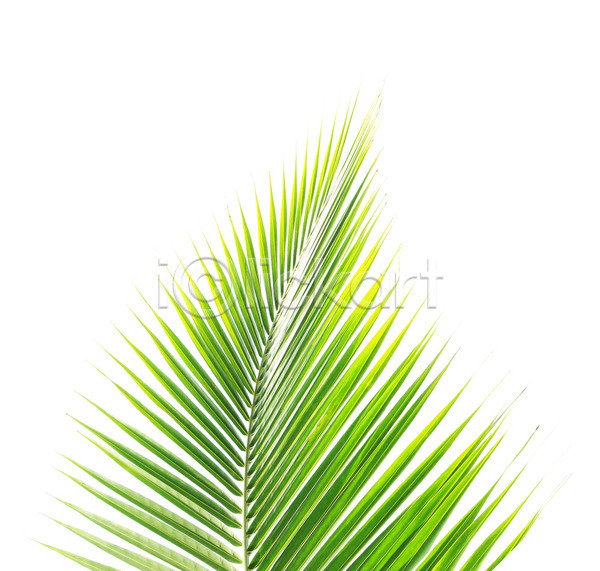 사람없음 JPG 포토 해외이미지 고립 나무 나뭇가지 백그라운드 손바닥 싱글 잎 초록색 코코넛 해외202004