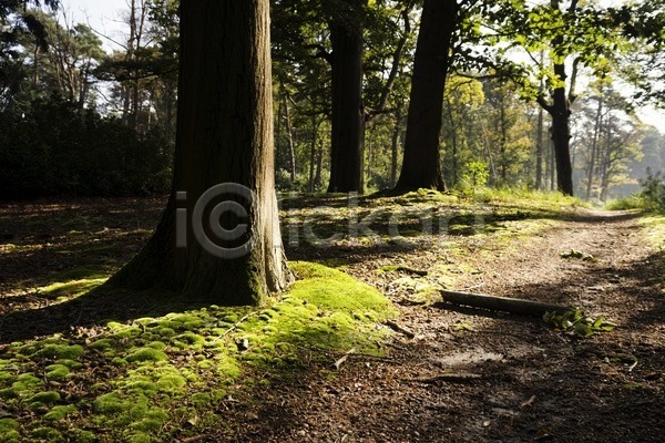 분위기 신비 사람없음 JPG 포토 해외이미지 길 나무 네덜란드 송곳니 숲 아침 이끼 자연 재산 풍경(경치) 해외202004