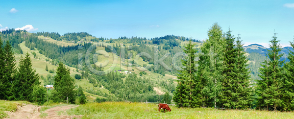 사람없음 JPG 포토 해외이미지 가문비나무 건물 경사 계곡 나무 마을 산 산맥 소 숲 시골 식물 언덕 여름 자연 주택 파노라마 풍경 해외202004 해외포토