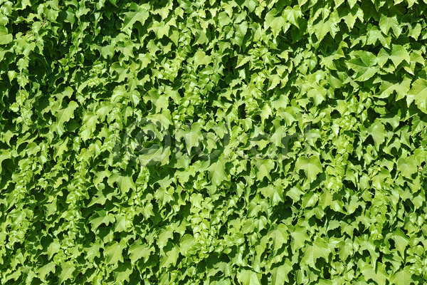 사람없음 JPG 포토 해외이미지 가로 덩굴 덮개 맑음 백그라운드 벽 식물 아이비 야외 오르기 잎 자연 정맥 정원 질감 초록색 추상 패턴 포도나무 해외202004 햇빛