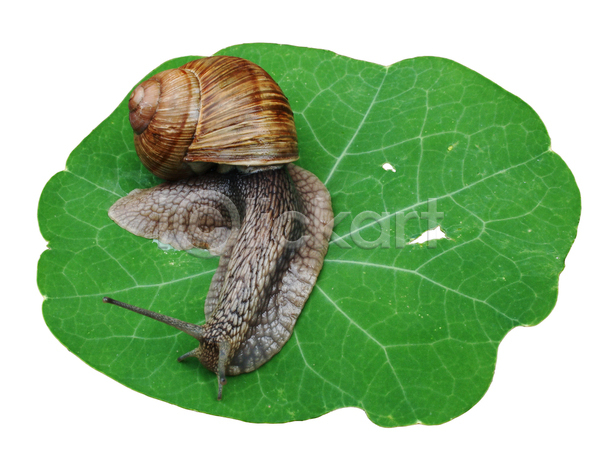 사람없음 JPG 포토 해외이미지 경사 느림 달팽이(동물) 덮기 두루마리 등딱지 떠남 민달팽이 잎 주택 해외202004 해충