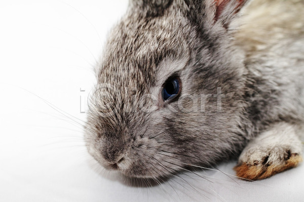 사람없음 JPG 근접촬영 포토 해외이미지 실내 엎드리기 응시 토끼 한마리 회색 흰배경