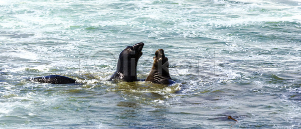 뜨거움 보호 침묵 남자 사람없음 성인 JPG 포토 해외이미지 거짓말 거품 기어가기 단상 동물 모임 미국 바다 분무기 사자 싸움 입 잠 지느러미 캘리포니아 코트 큼 태평양 파도 포유류 해외202004 해외포토