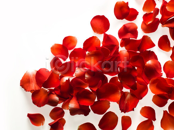 사람없음 JPG 포토 하이앵글 해외이미지 꽃잎 발렌타인데이 빨간색 오브젝트 장미 카피스페이스 흰배경