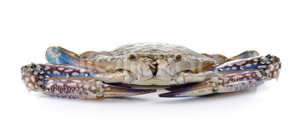 신선 침묵 사람없음 JPG 포토 해외이미지 게 고립 낚시꾼 농장 바다 백그라운드 수영 시장 식당 요리 음식 자연 저녁식사 죽음 집게발 파란색 해산물 해외202004 해외포토 흰색