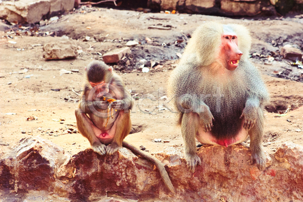 사람없음 JPG 포토 해외이미지 계절 공원 동물 동물원 모피 미술 반려동물 백그라운드 생물 숲 아시아 아프리카 야외 여행 원숭이 유인원 이집트 자연 종류 포유류 포트폴리오 해외202004 환경 황무지