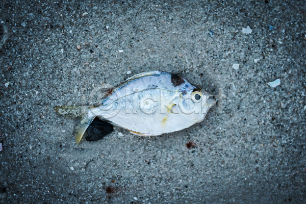 사람없음 JPG 포토 해외이미지 모래 바다 어류 음식 죽음 태국 해외202004