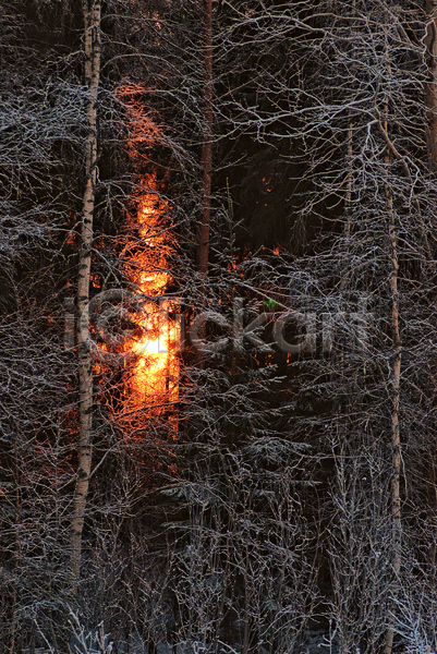 사람없음 JPG 포토 해외이미지 겨울 나무 나뭇가지 숲 태양 해외202004