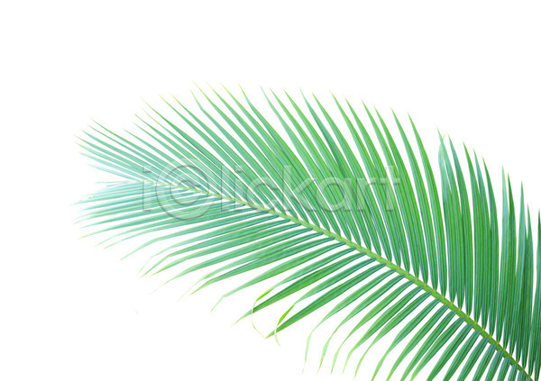 성장 사람없음 JPG 포토 해외이미지 고립 곡선 나무 나뭇가지 백그라운드 손바닥 숲 식물 잎 자연 줄기 초록색 코코넛 패턴 해외202004 흰색