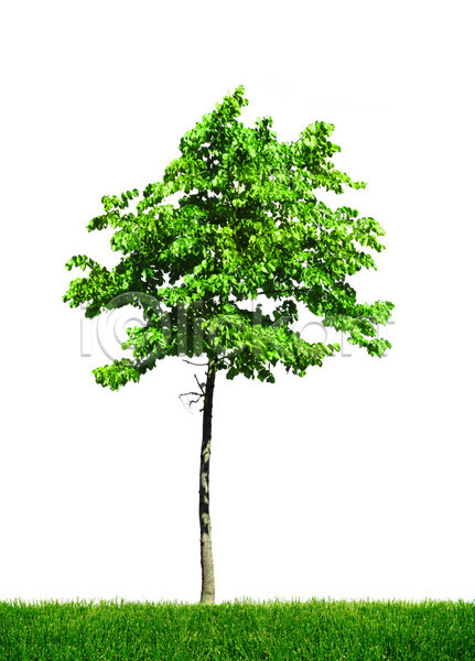 고독 성장 사람없음 JPG 포토 해외이미지 계절 고립 나무 나뭇가지 내추럴 생태학 식물 싱글 잎 자연 줄기 초록색 해외202004 환경 흰색