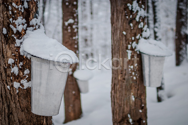 신선 추위 사람없음 JPG 포토 해외이미지 겨울 계절 깊이 나무 날씨 단풍 산책로 숲 야외 양동이 얼음 자연 주택 지붕 초록색 캐나다 트랙 파란색 판잣집 해외202004 황무지 흰색