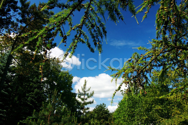 신선 사람없음 JPG 포토 해외이미지 구름(자연) 나무 나뭇가지 부분 생물학 소나무 숲 식물 야외 여름(계절) 원뿔 잎 자연 파란색 파편 풍경(경치) 하늘 해외202004 흰색