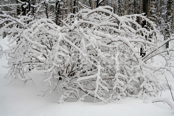 추위 침묵 사람없음 JPG 포토 해외이미지 12월 1월 2월 계절 공원 나무 나뭇가지 날씨 냉동 눈내림 반투명 서리 숲 시골 야외 얼음 자연 크리스마스 풍경(경치) 해외202004 회색 휴가 흰색