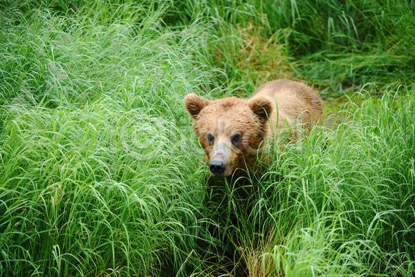 사람없음 JPG 포토 해외이미지 곰 새끼 야생동물 야외 주간 풀(식물) 한마리