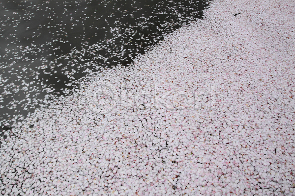사람없음 JPG 포토 해외이미지 가득함 공원 꽃 나무 내추럴 맑음 벚꽃 봄 분홍색 아시아 야외 일본 정원 체리 해외202004