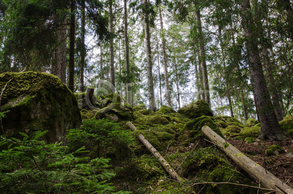보호 성장 특별함 사람없음 JPG 포토 해외이미지 가문비나무 나무 나뭇가지 내추럴 다양 단계 멸종 목재 백그라운드 숲 스웨덴 옛날 이끼 자연 전나무 초록색 풍경(경치) 해외202004