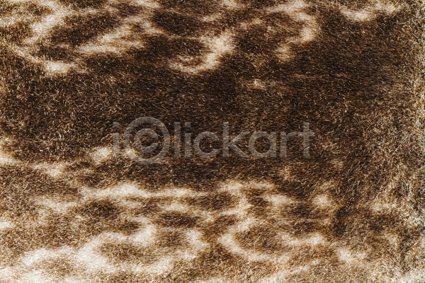 숨김 사람없음 JPG 포토 해외이미지 동물 물개 백그라운드 야생동물 자연 질감 털 패턴 포유류 플랫 해외202004