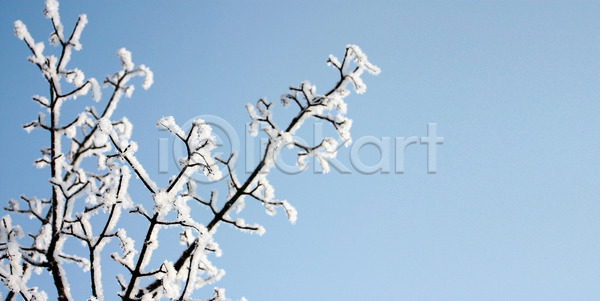 사람없음 JPG 포토 해외이미지 겨울 겨울풍경 나뭇가지 맑음 상고대 야외 주간 풍경(경치) 하늘 해외202004