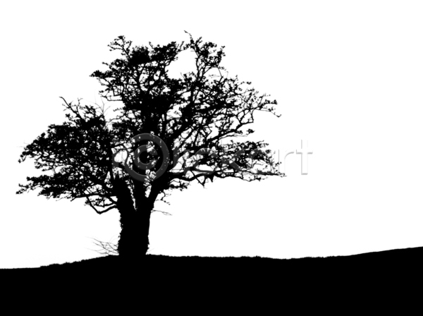 사람없음 JPG 실루엣 포토 해외이미지 검은색 나무 나뭇가지 밭 식물 야외 잎 자연 풍경(경치) 해외202004 흰색