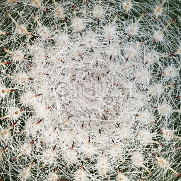사람없음 JPG 포토 해외이미지 가시 건강 꽃무늬 날카로움 묘사 백그라운드 사막 선인장 식물 자연 작음 장식 정상 정원 줄기 질감 초록색 추상 패턴 해외202004 흰색