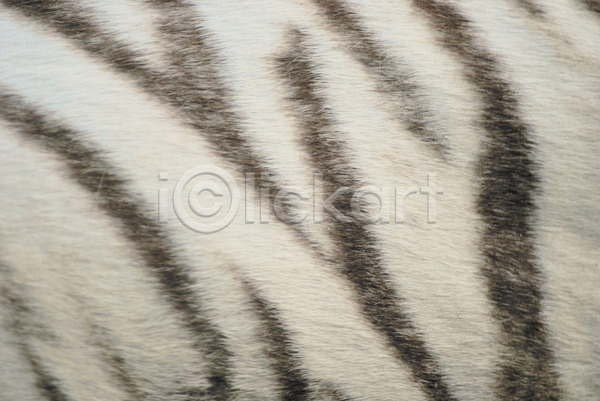 숨김 사람없음 JPG 포토 해외이미지 검은색 내추럴 닫기 동물 동물상 백그라운드 언덕 자연 질감 털 피부 해외202004 호랑이 흰색