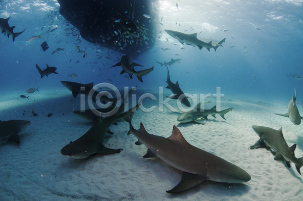 사람없음 JPG 포토 해외이미지 대서양 미국 바하마 보트 상어 섬 수중 어류 육식동물 해외202004