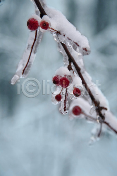 추위 사람없음 JPG 포토 해외이미지 겨울 계절 나무 나뭇가지 냉동 물 백그라운드 빨간색 새해 서리 숲 식물 야외 얼음 열매 자연 장식 초록색 추상 크리스마스장식 패턴 포장 한개 해외202004 흰색