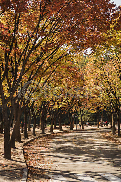 사람 여러명 JPG 포토 가을(계절) 가을풍경 경기도 공원 나무 낙엽 단풍 단풍나무 도로 보행자 산책로 야외 인천 인천대공원 주간 풍경(경치)