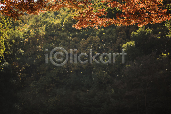 사람없음 JPG 포토 가을(계절) 가을풍경 경기도 낙엽 단풍 단풍나무 야외 인천 인천대공원 주간 풍경(경치)
