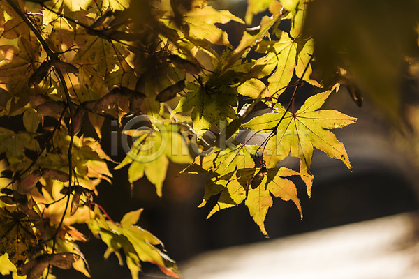 사람없음 JPG 포토 가을(계절) 가을풍경 경기도 낙엽 단풍 야외 인천 인천대공원 주간 풍경(경치)