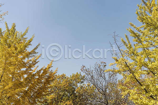 사람없음 JPG 로우앵글 포토 가을(계절) 가을풍경 경기도 낙엽 단풍 단풍나무 야외 인천 인천대공원 주간 풍경(경치) 하늘