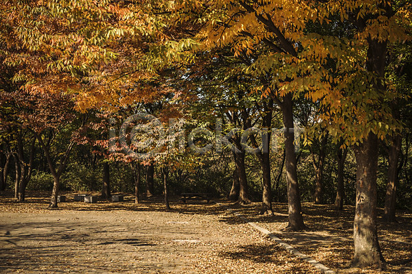 사람없음 JPG 포토 가을(계절) 가을풍경 경기도 공원 낙엽 단풍 단풍나무 산책로 야외 인천 인천대공원 주간 풍경(경치)