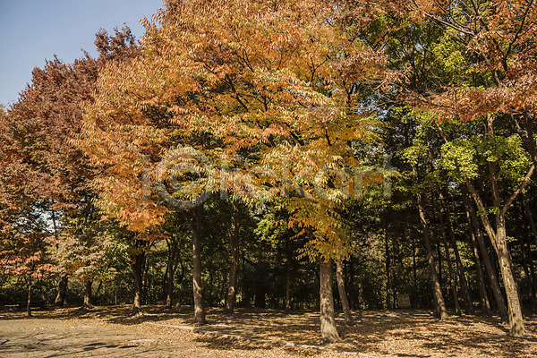 사람없음 JPG 포토 가을(계절) 가을풍경 경기도 공원 나무 낙엽 단풍 단풍나무 야외 인천 인천대공원 주간 풍경(경치)