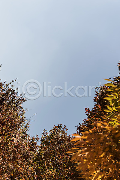 사람없음 JPG 포토 가을(계절) 가을풍경 경기도 낙엽 단풍 단풍나무 야외 인천 인천대공원 주간 풍경(경치) 하늘