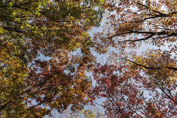 사람없음 JPG 로우앵글 포토 가을(계절) 가을풍경 경기도 나무 낙엽 단풍 단풍나무 야외 인천 인천대공원 주간 풍경(경치) 하늘