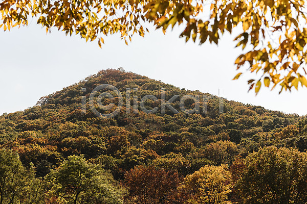 사람없음 JPG 포토 가을(계절) 가을풍경 경기도 낙엽 단풍 단풍나무 산 야외 인천 인천대공원 주간 풍경(경치)