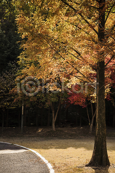 사람없음 JPG 포토 가을(계절) 가을풍경 경기도 나무 낙엽 단풍 단풍나무 야외 인천 인천대공원 주간 풍경(경치)