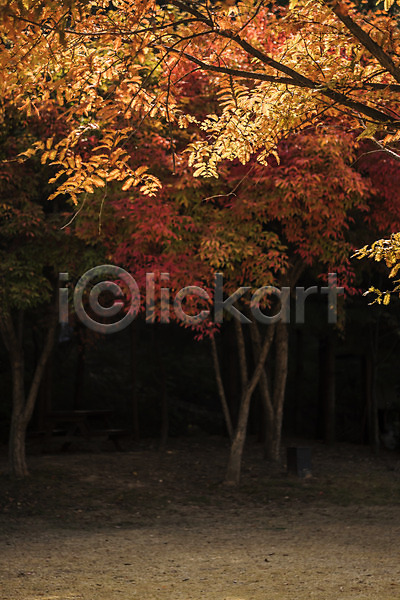사람없음 JPG 포토 가을(계절) 가을풍경 경기도 나무 낙엽 단풍 단풍나무 야외 인천 인천대공원 주간 풍경(경치)