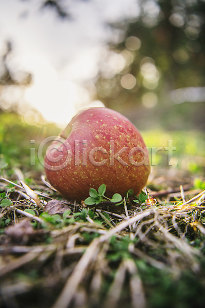 사람없음 JPG 근접촬영 아웃포커스 포토 과수원 과일 사과 사과농장 야외 주간