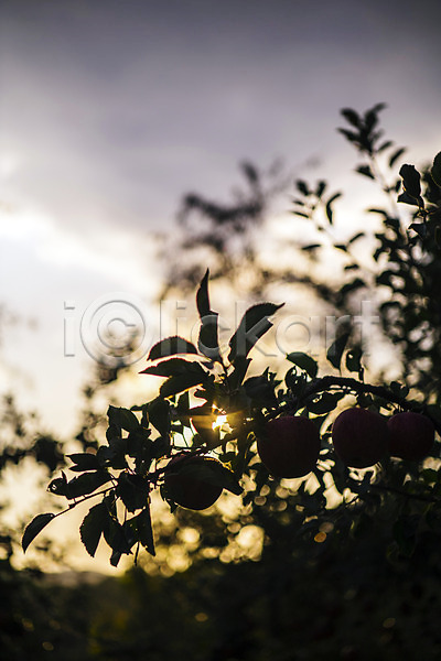 사람없음 JPG 실루엣 포토 과수원 과일 빛 사과 사과나무 사과농장 야외 주간