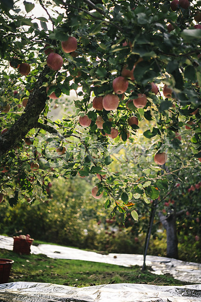 사람없음 JPG 포토 과수원 과일 사과 사과나무 사과농장 야외 주간