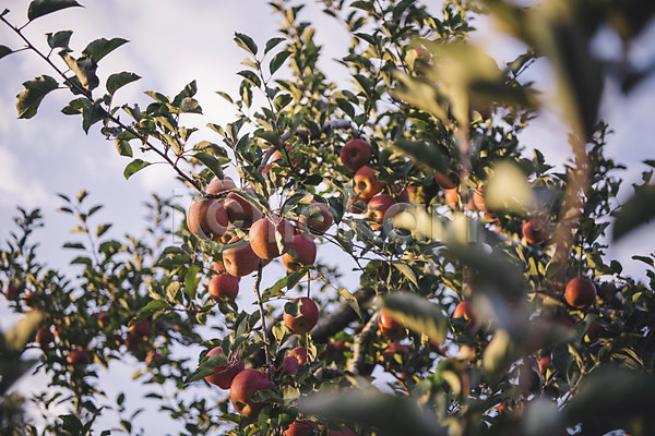 사람없음 JPG 아웃포커스 포토 과수원 과일 사과 사과나무 사과농장 야외 주간 하늘