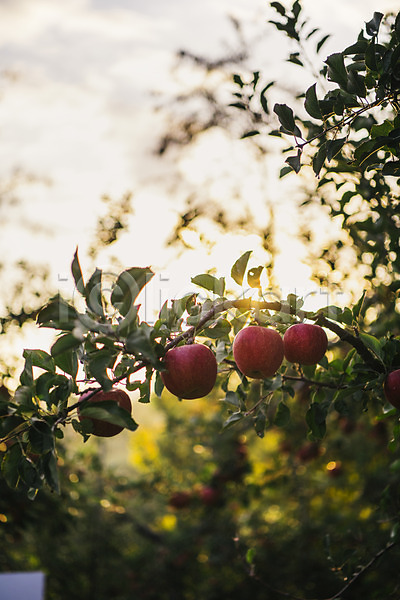 사람없음 JPG 아웃포커스 포토 과수원 과일 사과 사과나무 사과농장 야외 주간
