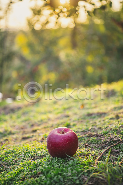사람없음 JPG 근접촬영 아웃포커스 포토 과수원 과일 사과 사과나무 사과농장 야외 잔디 주간