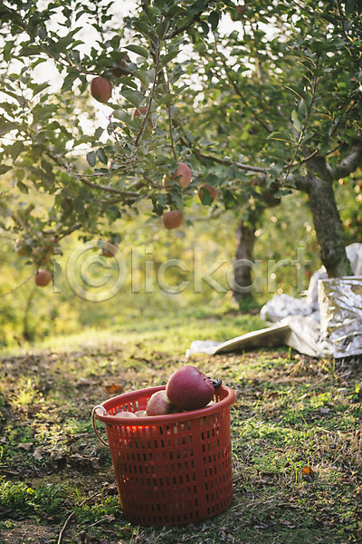 사람없음 JPG 포토 과수원 과일 바구니 사과 사과나무 사과농장 야외 주간
