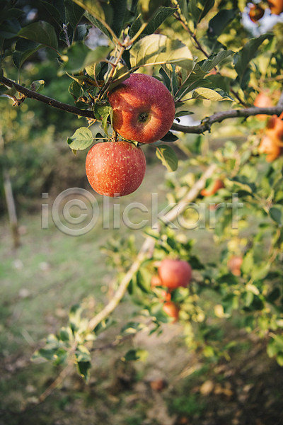 사람없음 JPG 근접촬영 아웃포커스 포토 과수원 과일 사과 사과나무 사과농장 야외 주간
