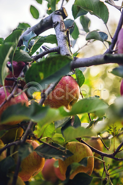 사람없음 JPG 근접촬영 포토 과수원 과일 나뭇잎 사과 사과나무 사과농장 야외 주간