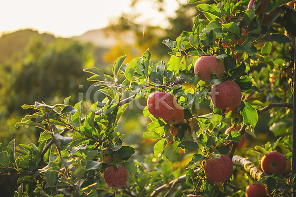 사람없음 JPG 포토 과수원 과일 사과 사과나무 사과농장 야외 주간
