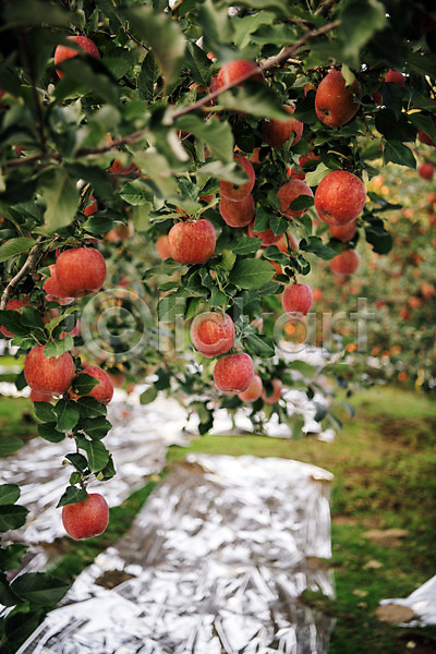 사람없음 JPG 아웃포커스 포토 과수원 과일 사과 사과나무 사과농장 야외 주간